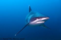 Silvertip Shark. Not easy to see in this small photo but ... by Rand Mcmeins 